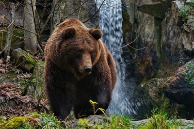 Lion in forest