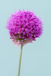 Close-up of pink flower