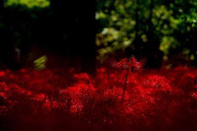 Close-up of red flower tree