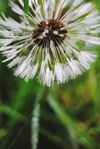 Close up of palm leaf