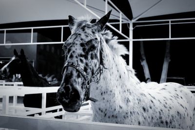 Close-up of horse in stable