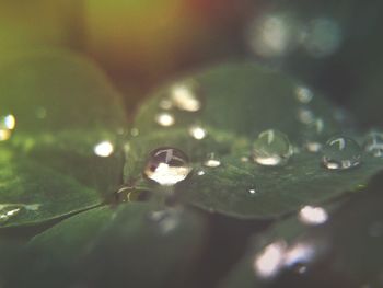 Close-up of water drops on leaves