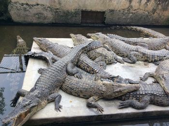 High angle view of crocodiles in zoo