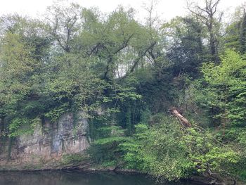 View of trees in forest