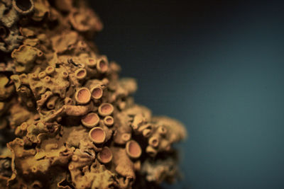 Close-up of candies on table