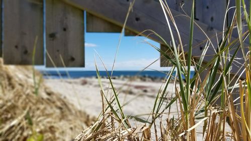 Close-up of grass on beach against sky