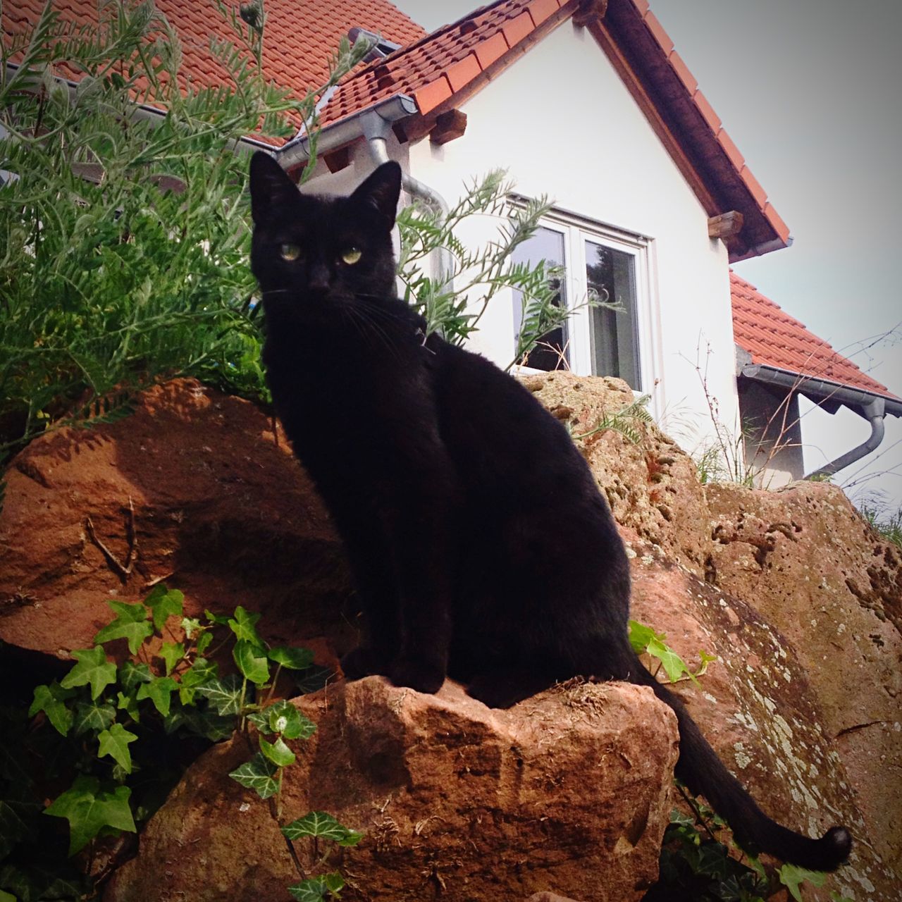 one animal, animal themes, domestic animals, pets, mammal, domestic cat, sitting, cat, feline, looking away, relaxation, built structure, portrait, black color, full length, plant, side view, architecture, no people