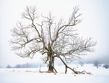 Bare tree on snow covered field against sky