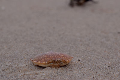 Close-up of crab on sand