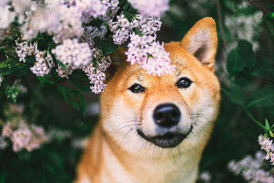 Close-up of a dog