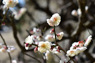 Close-up of white cherry blossom tree