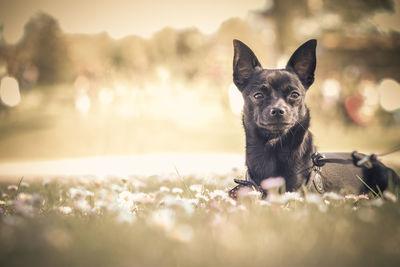 Portrait of dog on field