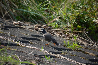 High angle view of bird perching on a field