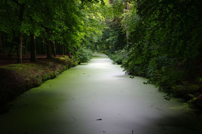 Dirt road amidst trees in forest