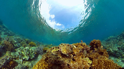 sea