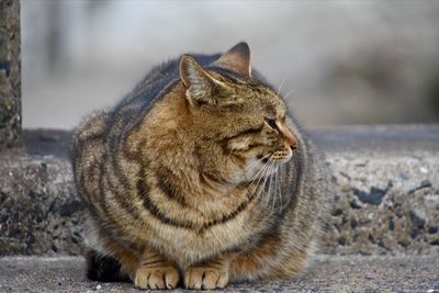 Close-up of overweight cat resting on footpath