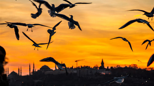 Low angle view of birds flying against sky during sunset