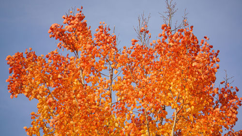 Low angle view of flowering plant against orange sky