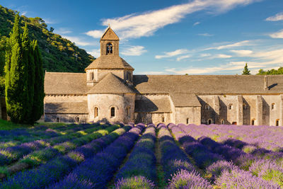 Purple flowering plants by building against sky