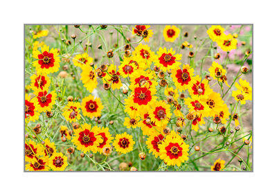 Close-up of yellow flowers