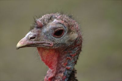 Close-up of a bird