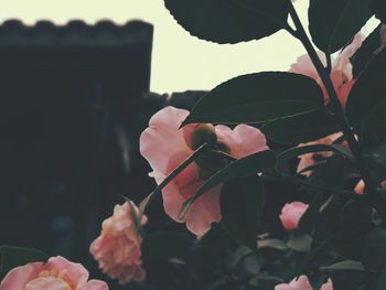 Close-up of hand holding flowering plant