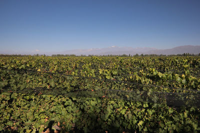 Crops growing on field against clear sky