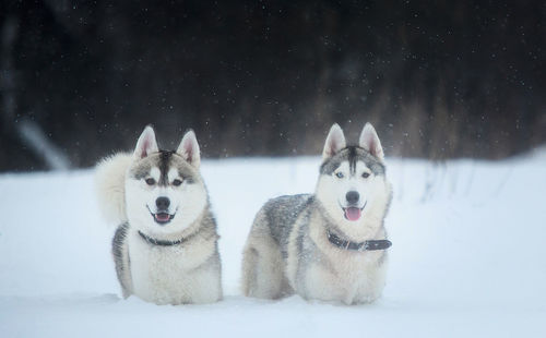 Dogs in snow