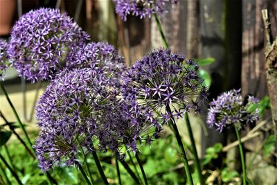 Close-up of purple flowering plant