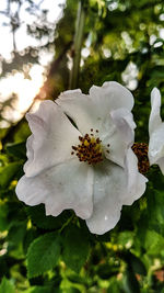 Close-up of white flower blooming outdoors