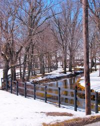 Snow covered trees in winter