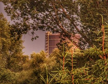 Low angle view of flowering tree by building against sky