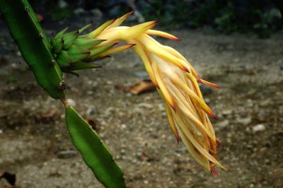 Close-up of flower bud