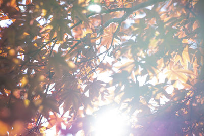 Low angle view of sunlight streaming through tree