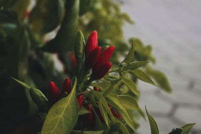 Close-up of red flowering plant