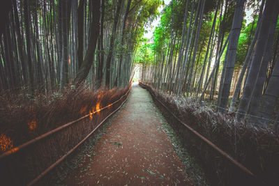 View of bamboo trees in forest