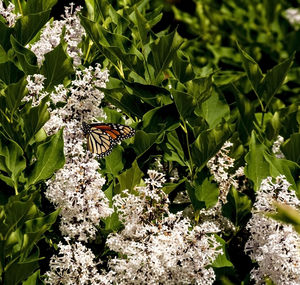 Butterfly pollinating on flower