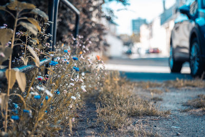 Close-up in the city