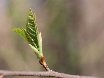 Close-up of plant growing outdoors