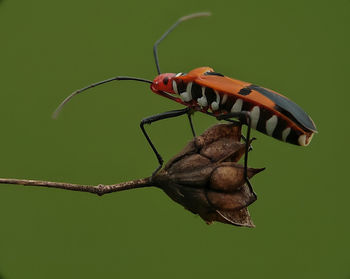 Close-up of insect perching on leaf