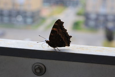 Close-up of butterfly on leaf