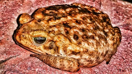 Close-up of lizard