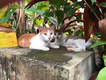 Portrait of cat relaxing outdoors