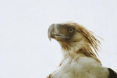 Close-up of philippine eagle against clear sky