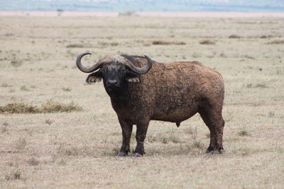 Buffalo standing on grassy field