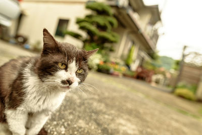 Close-up portrait of cat