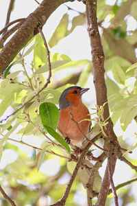 Low angle view of bird perching on branch