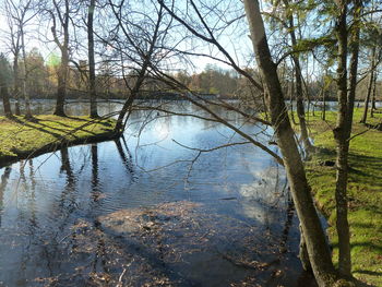 Scenic view of lake in forest