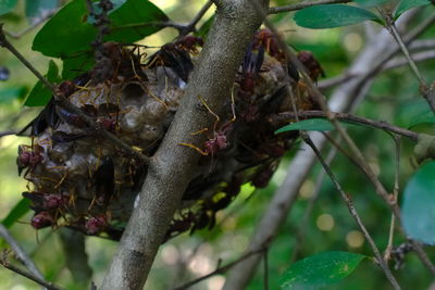 Close-up of insect on tree