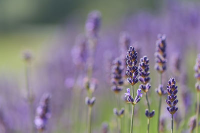 Close-up of purple flowering plants on field